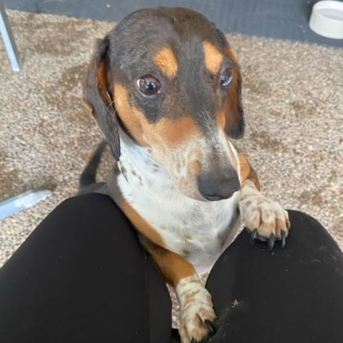 Calais - Dachshund (Miniature Smooth Haired) Dog