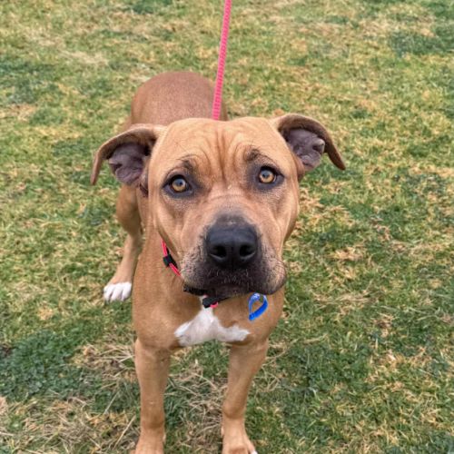 Taffy *$150 Adoption Fee* - American Staffordshire Terrier Dog