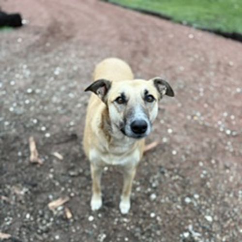 Xena - Staghound Dog