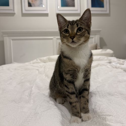 Andi - Domestic Short Hair (DSH) Cat