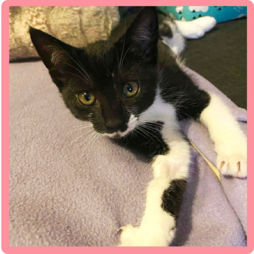 Panda - Domestic Short Hair (DSH) Cat