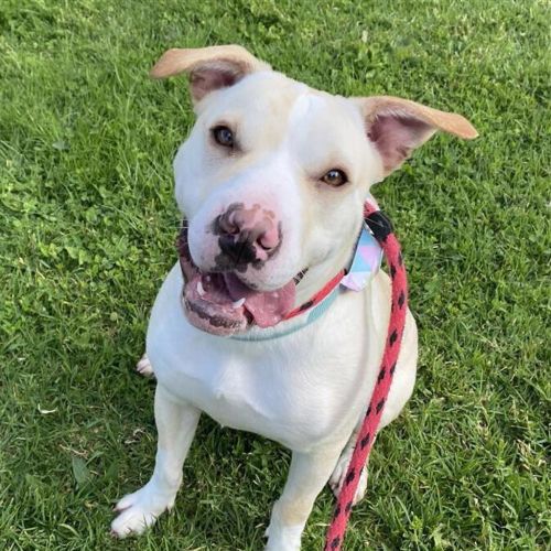 Harriet - American Staffordshire Terrier Dog