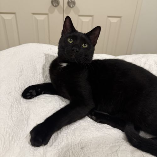 Mr. Jack Black - Domestic Short Hair (DSH) Cat