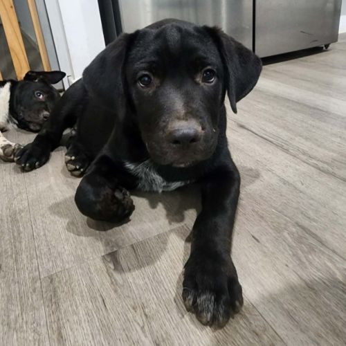 Tokyo - Australian Stumpy Tail Cattle Dog x Mastiff x American Staffordshire Terrier Dog