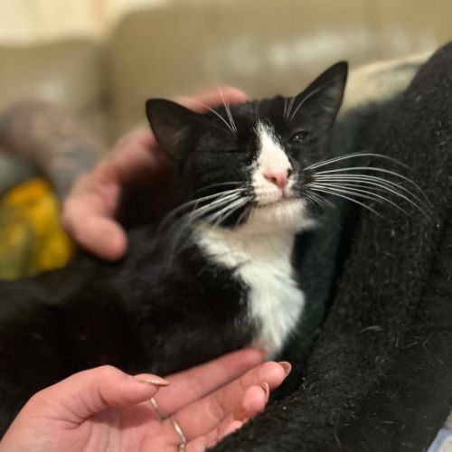 Bubbles  - Domestic Short Hair (DSH) Cat