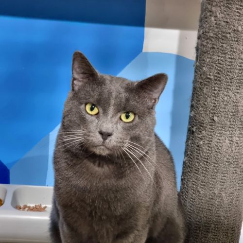 Vinnie - Domestic Short Hair (DSH) Cat