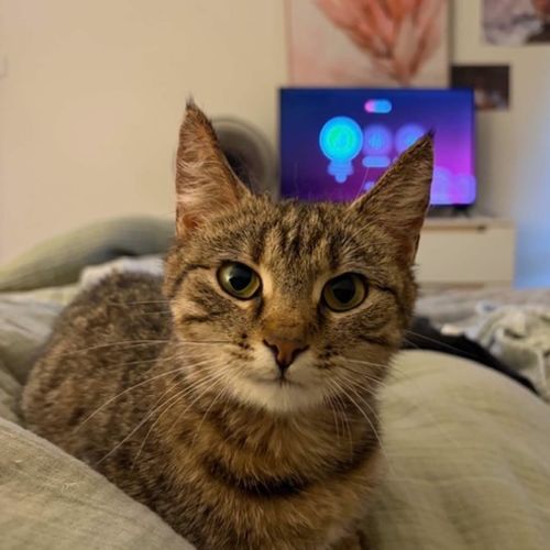 Royale - Domestic Short Hair (DSH) Cat