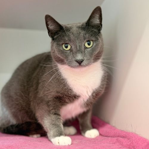 Izzie - Domestic Short Hair (DSH) Cat
