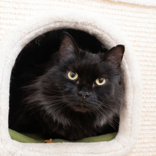 Ebony - Domestic Medium Hair Cat