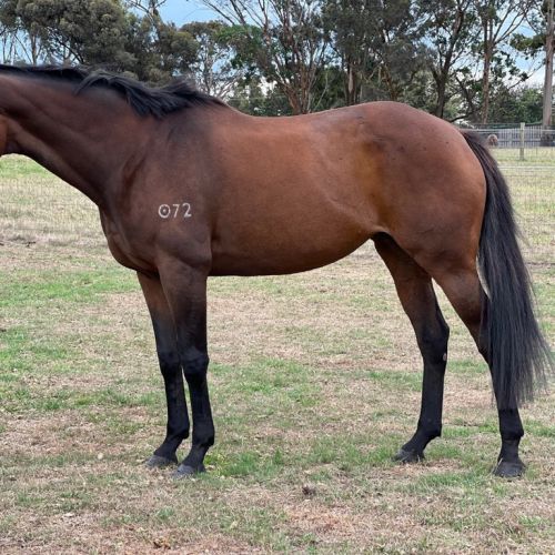 Always About Ellie - Thoroughbred Horse