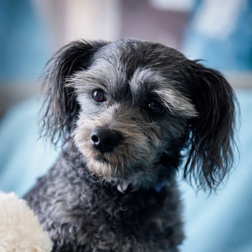 Romeo - Maltese x Shih Tzu Dog