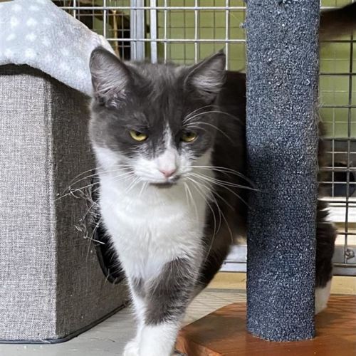 Nora - Domestic Short Hair (DSH) Cat