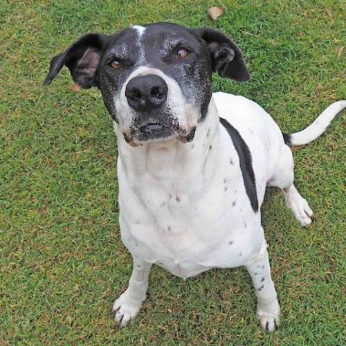 Gracie - Pointer Dog