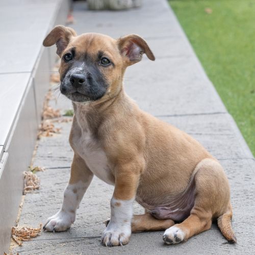 Klaus - Mixed breed Dog