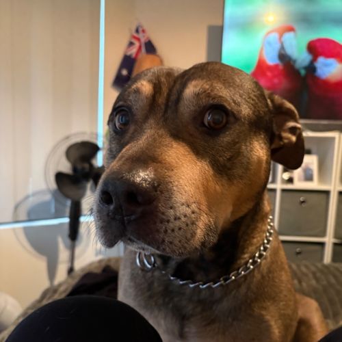 Harley  - American Staffordshire Terrier Dog