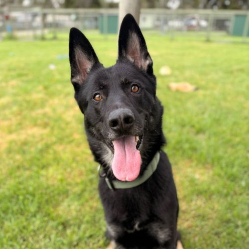 Biscuit - German Shepherd x Siberian Husky Dog
