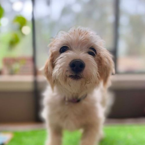 Roy - Jack Russell Terrier x Maltese Dog