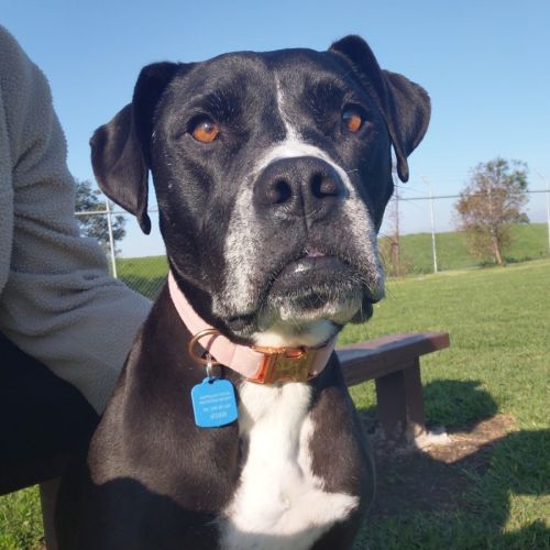 Bonnie - Staffordshire Bull Terrier Dog