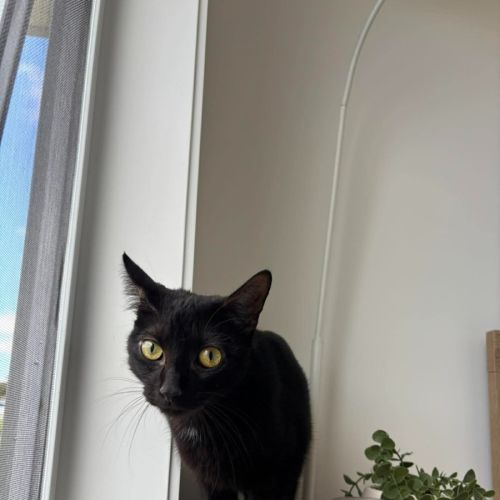 Mouse - Domestic Short Hair (DSH) Cat