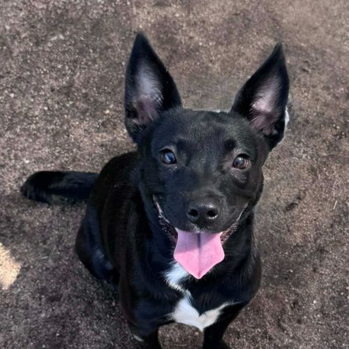 Winnie - Australian Kelpie Dog