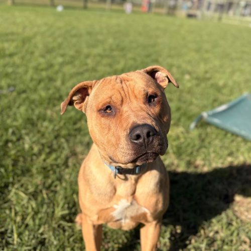 Tyson - American Staffy Mix Dog