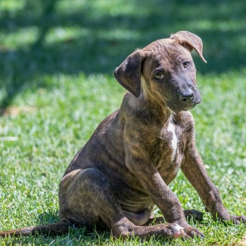 Tyler - Mixed breed Dog