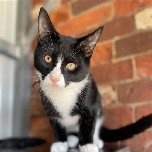 Felix - Domestic Short Hair (DSH) Cat