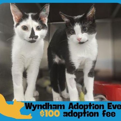 Dean - Domestic Short Hair Cat