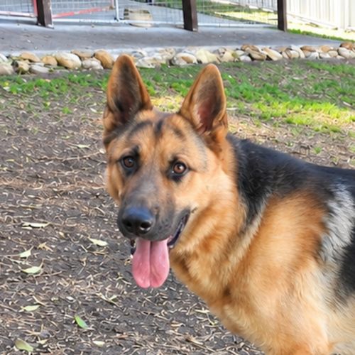 Odin - German Shepherd Dog