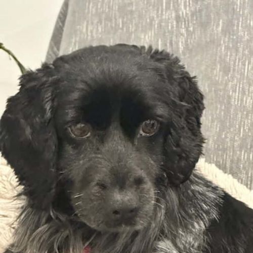 Snugglepot - Cocker Spaniel Dog