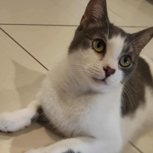 Mint - Domestic Short Hair Cat