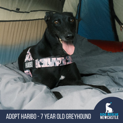 Haribo - 7 Year Old Greyhound  - Greyhound Dog