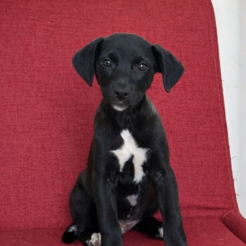 Trevor - Border Collie x Australian Kelpie Dog