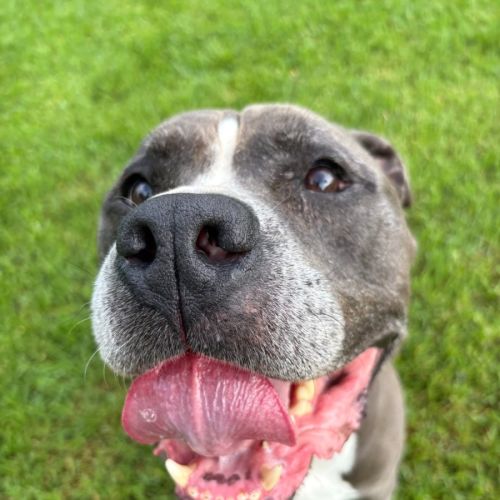 Archie - Staffordshire Bull Terrier Dog