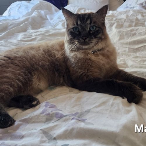 Maui - Ragdoll Cat