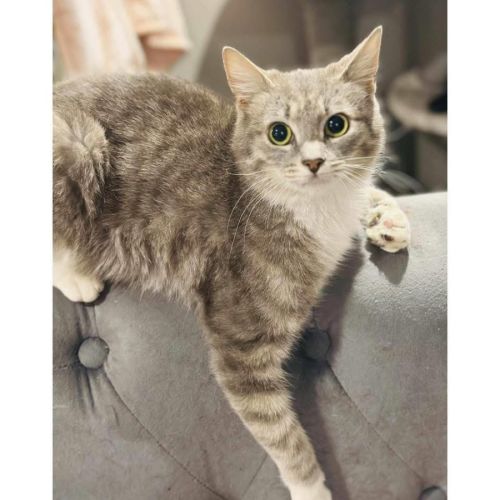 13045 - Thumper - Domestic Short Hair (DSH) Cat