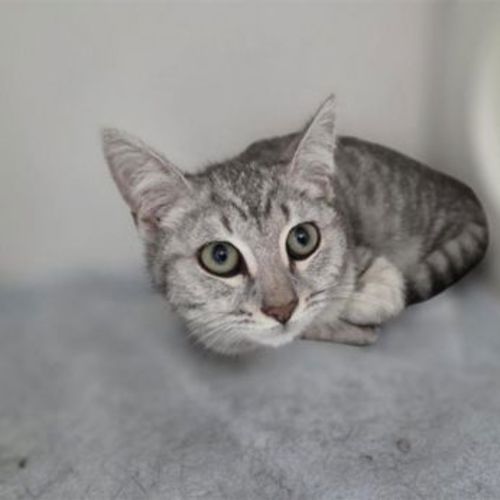 Carl - Domestic Short Hair Cat