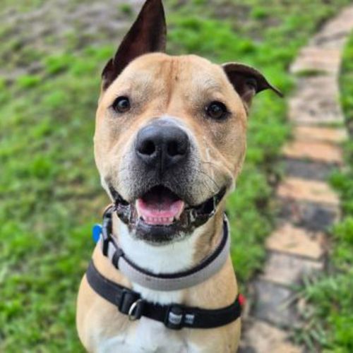 Jack - American Staffy Dog
