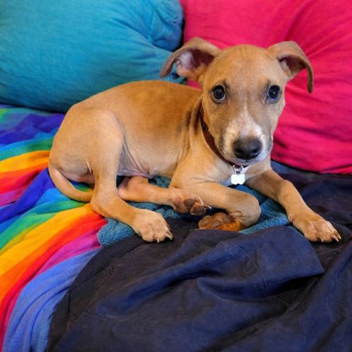 Willy - Mixed breed Dog