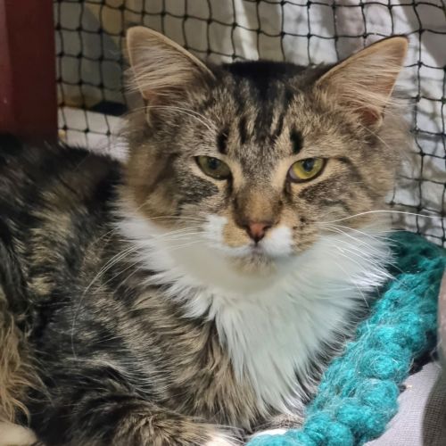 Thanos - Domestic Medium Hair (DMH) Cat