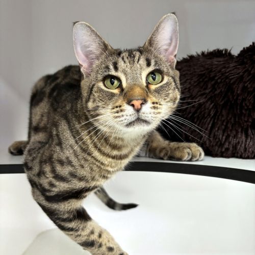 Andrew SUA014354 - Domestic Short Hair Cat