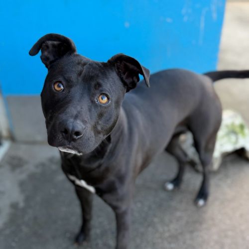Storm - Staffordshire Bull Terrier Dog