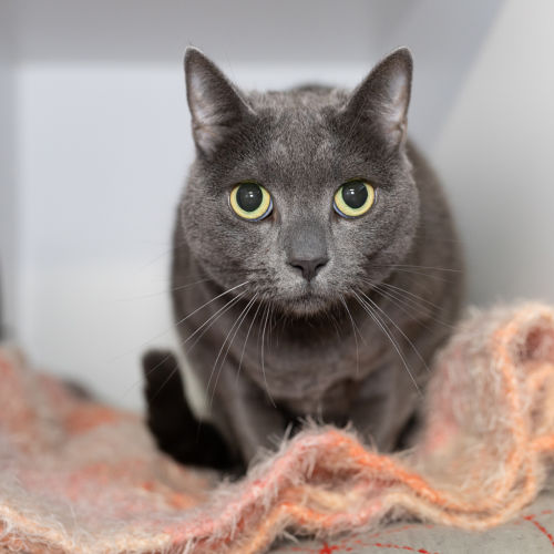 Missy - Domestic Short Hair Cat