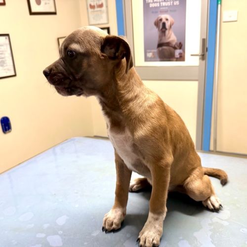 Elmo - American Staffordshire Terrier Dog