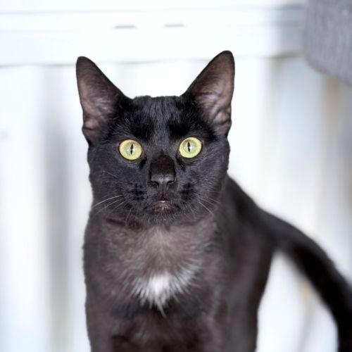 Franky - Domestic Short Hair (DSH) Cat