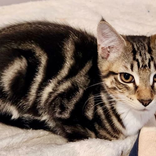 Adey - Domestic Short Hair (DSH) Cat