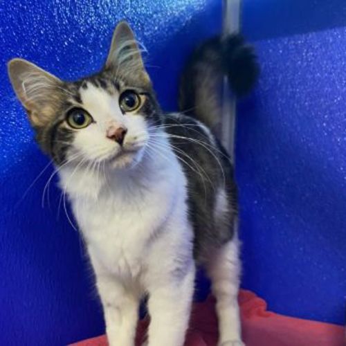 Darryl - Domestic Short Hair Cat