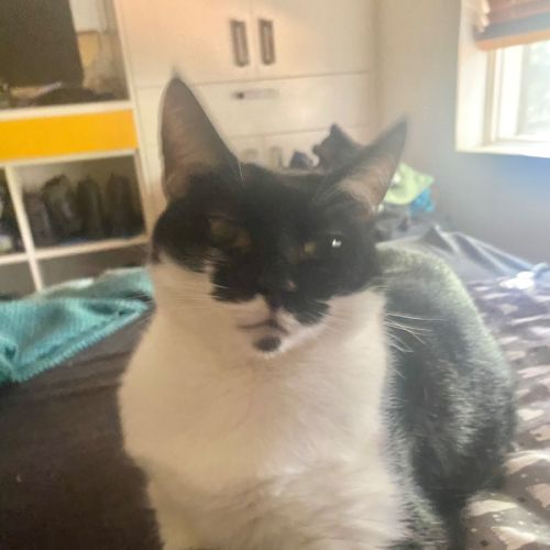 Dune - Domestic Short Hair (DSH) Cat