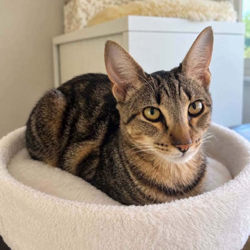 14639 - Bermuda - Domestic Short Hair (DSH) Cat