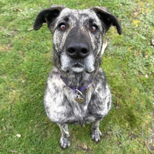 Zelda - Staghound x German Shepherd Dog